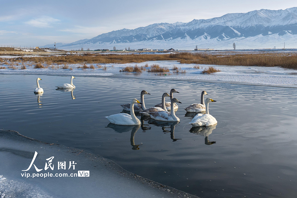 新疆巴里坤：天鹅游弋【2】