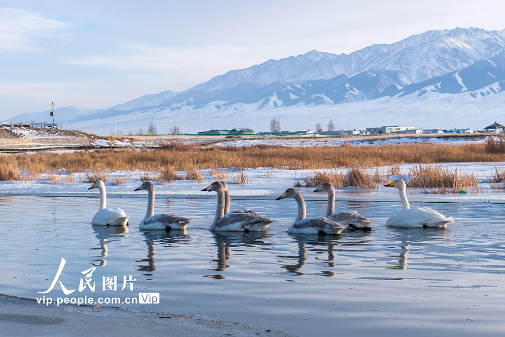 新疆巴里坤:天鹅游弋【4】