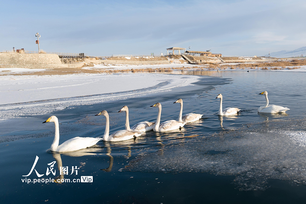 新疆巴里坤:天鹅游弋【5】