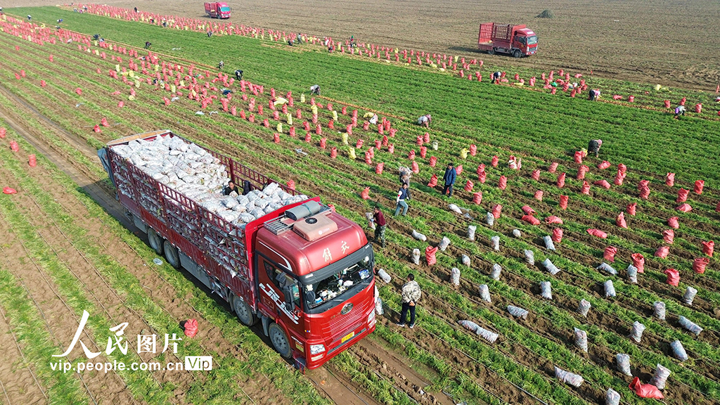 河南鄢陵:胡萝卜喜丰收【2】