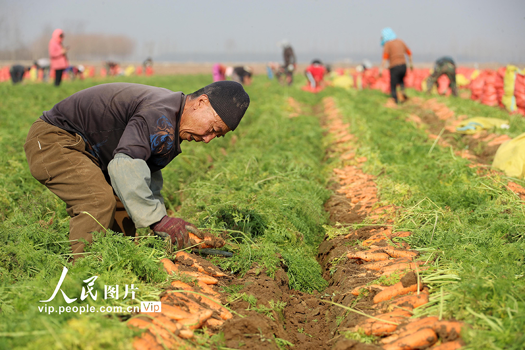 河南鄢陵:胡萝卜喜丰收【4】