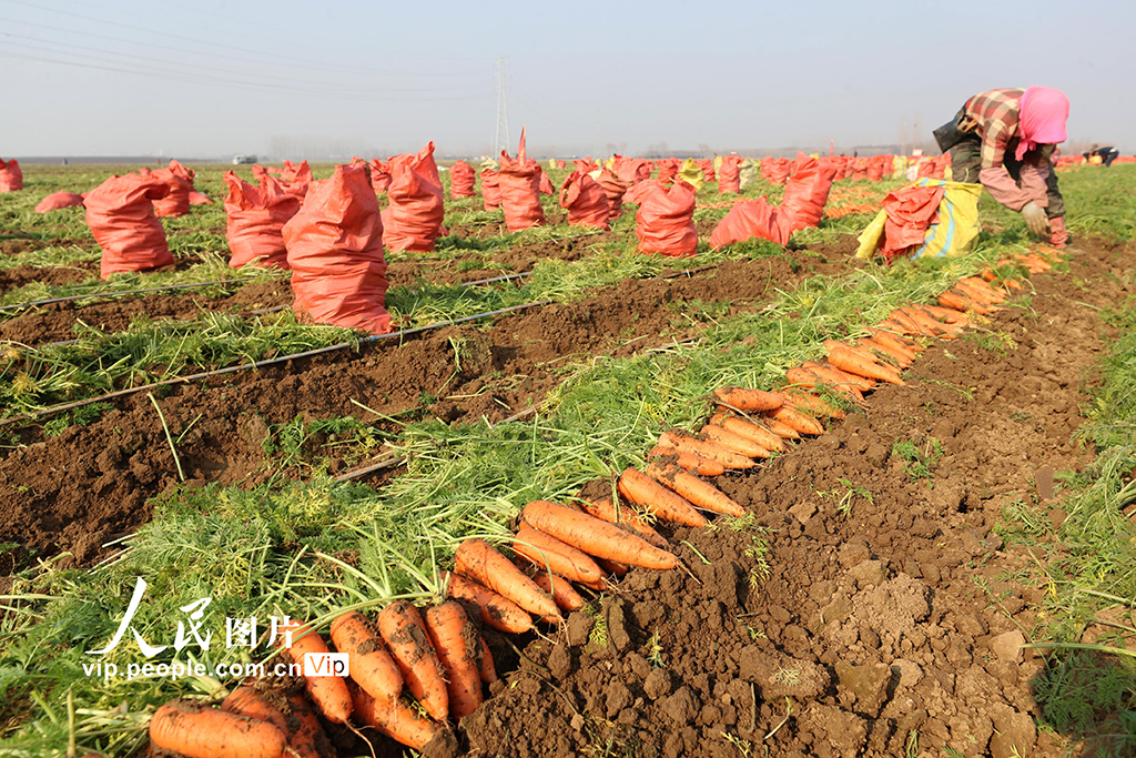 河南鄢陵:胡萝卜喜丰收【3】