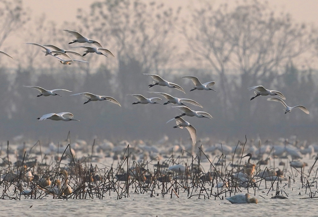 白琵鹭等候鸟在南昌五星白鹤保护小区内栖息飞翔（12月17日摄）。