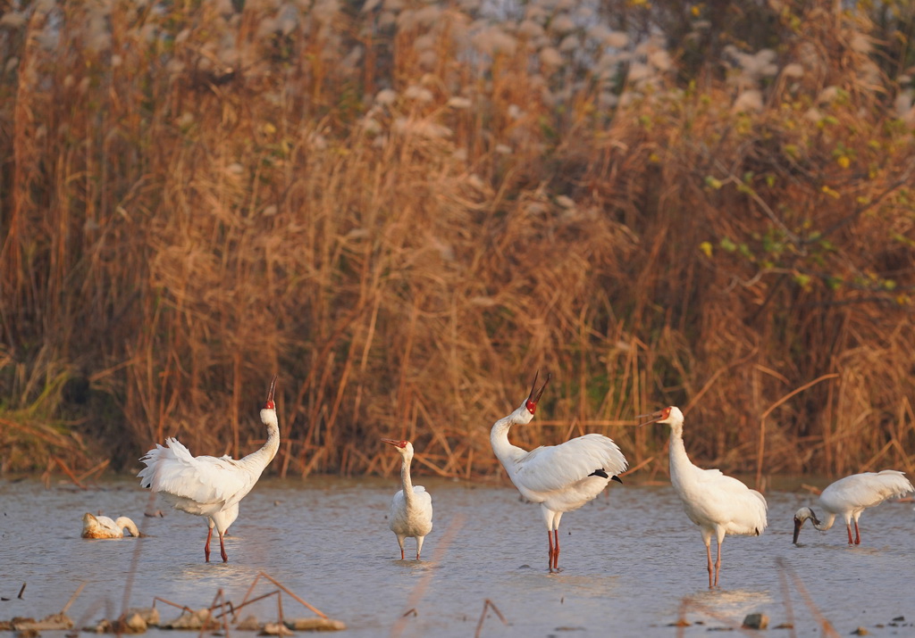 白鹤等候鸟在南昌五星白鹤保护小区内栖息（12月17日摄）。