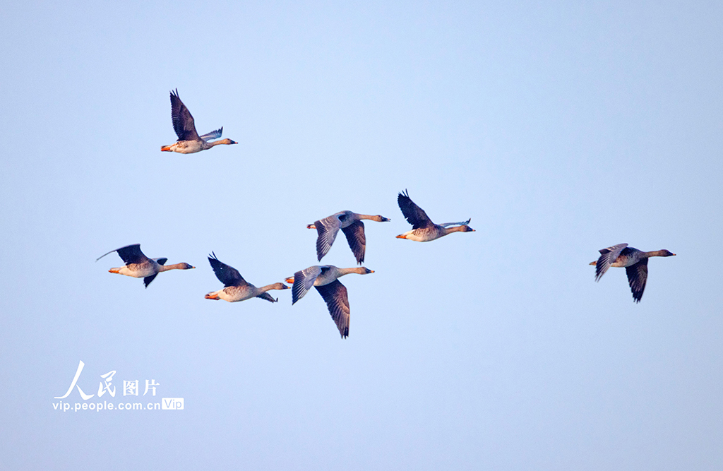 江苏泗洪：鸿雁湿地舞翩跹【6】