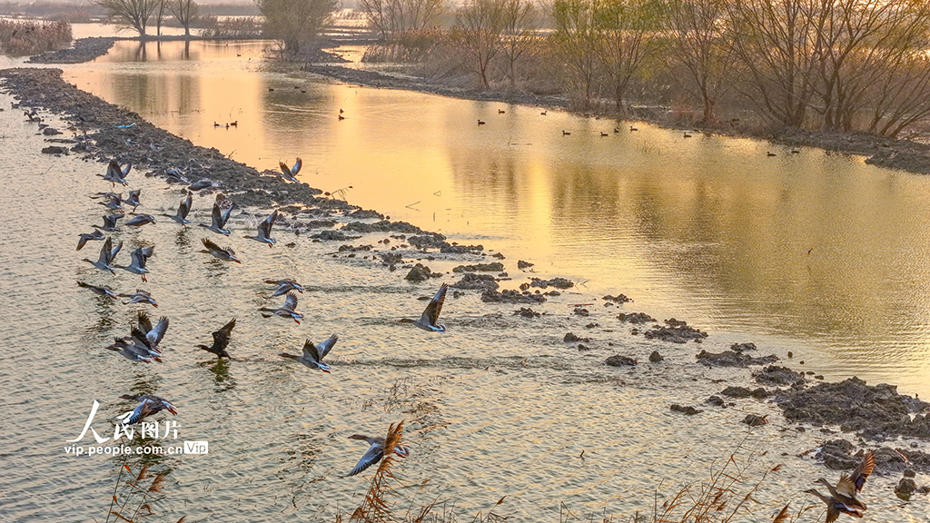 江苏泗洪：鸿雁湿地舞翩跹【5】