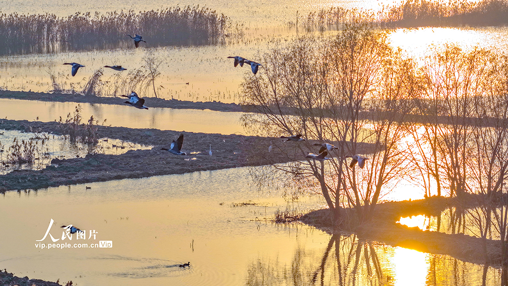 江苏泗洪：鸿雁湿地舞翩跹【4】