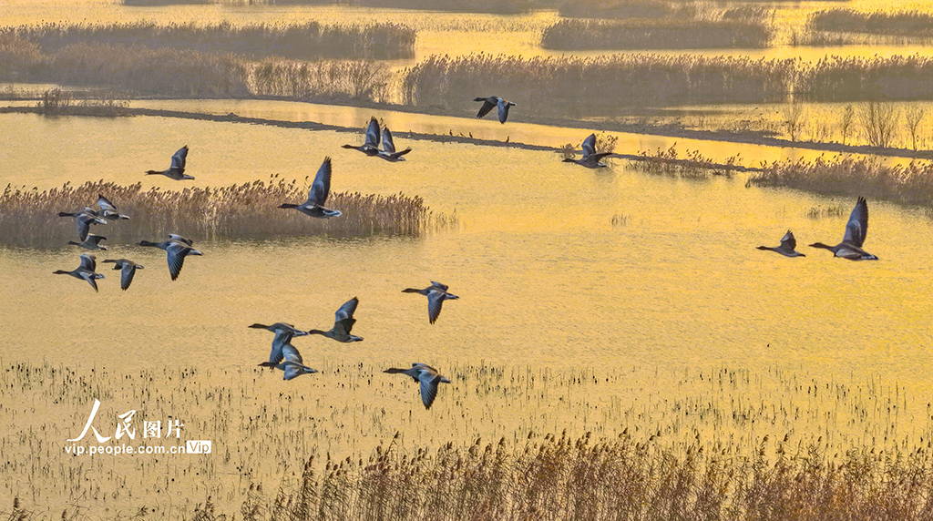 江苏泗洪：鸿雁湿地舞翩跹【3】