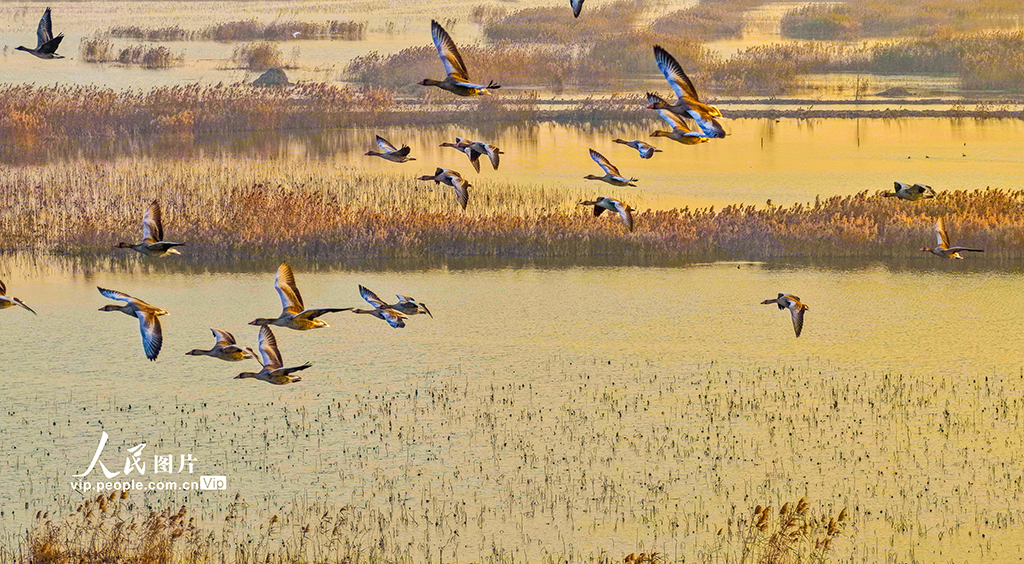 江苏泗洪：鸿雁湿地舞翩跹【2】