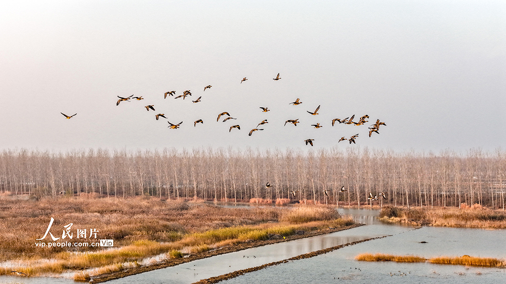江苏泗洪：鸿雁湿地舞翩跹【7】
