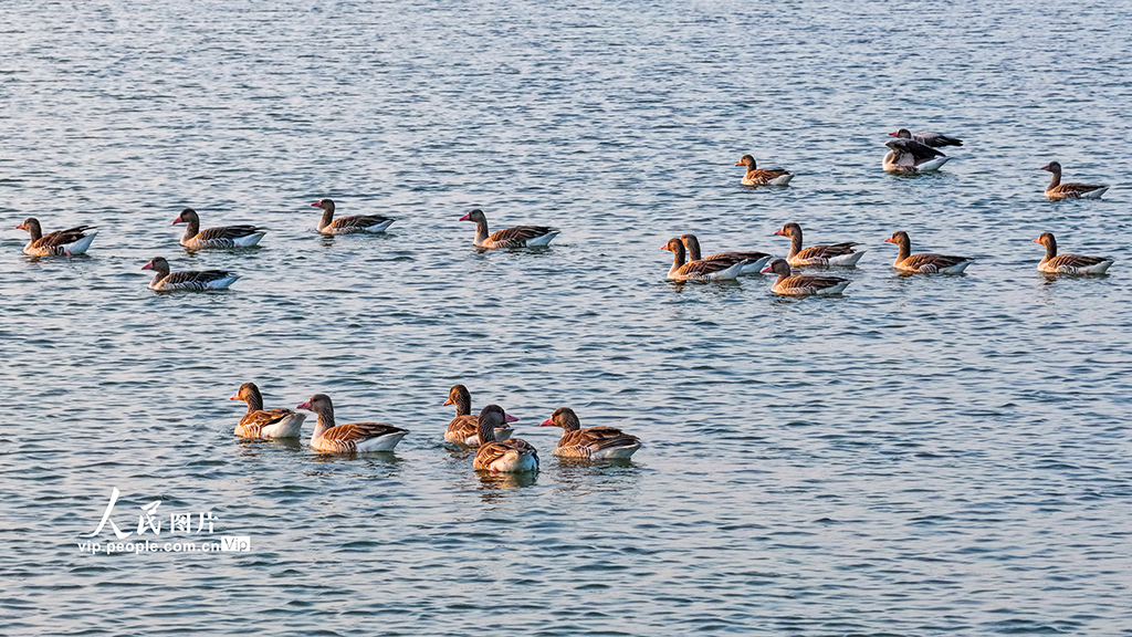 江苏泗洪：鸿雁湿地舞翩跹【8】
