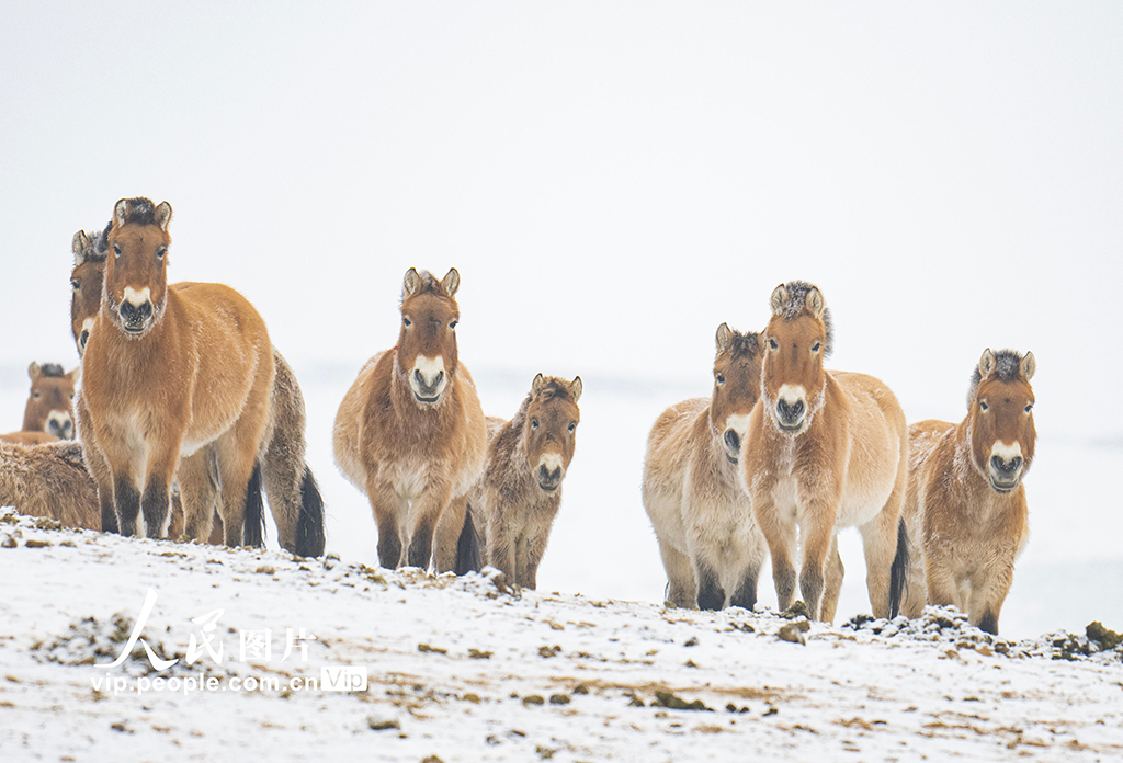 新疆昌吉：普氏野马雪地觅食【3】