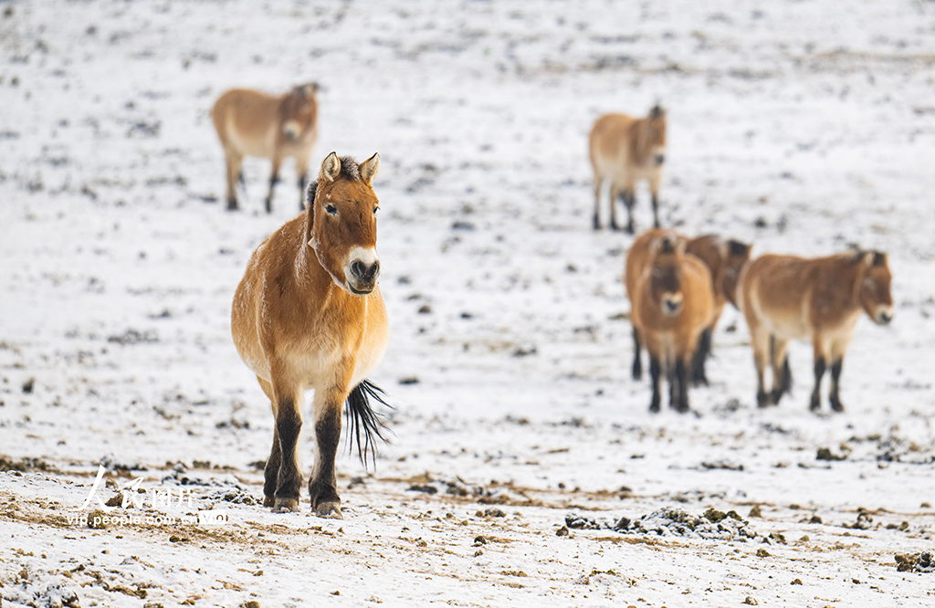 新疆昌吉：普氏野马雪地觅食【4】