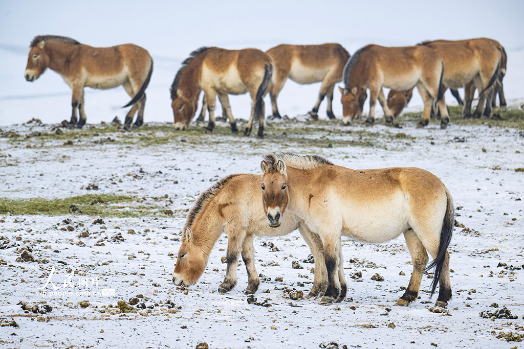 新疆昌吉：普氏野马雪地觅食【5】