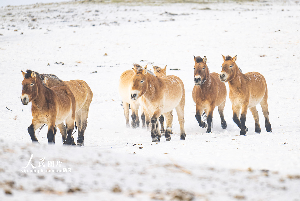 新疆昌吉：普氏野马雪地觅食【6】