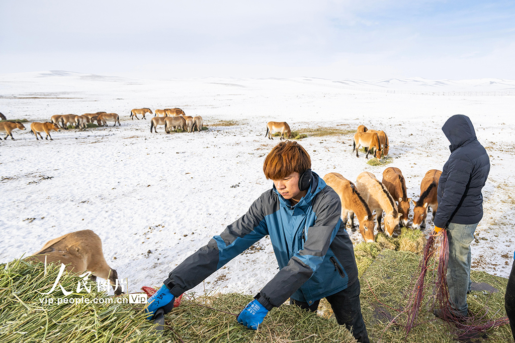 新疆昌吉：普氏野马雪地觅食【7】