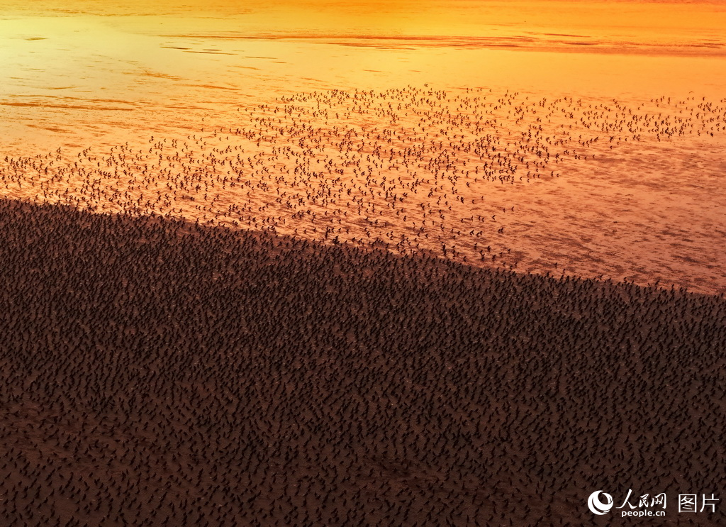 盐城市系统推进滨海湿地保护成效显著【10】