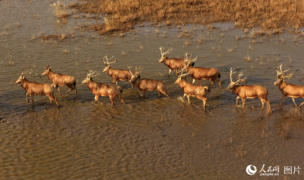 盐城市系统推进滨海湿地保护成效显著【6】