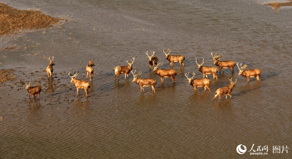 盐城市系统推进滨海湿地保护成效显著【8】