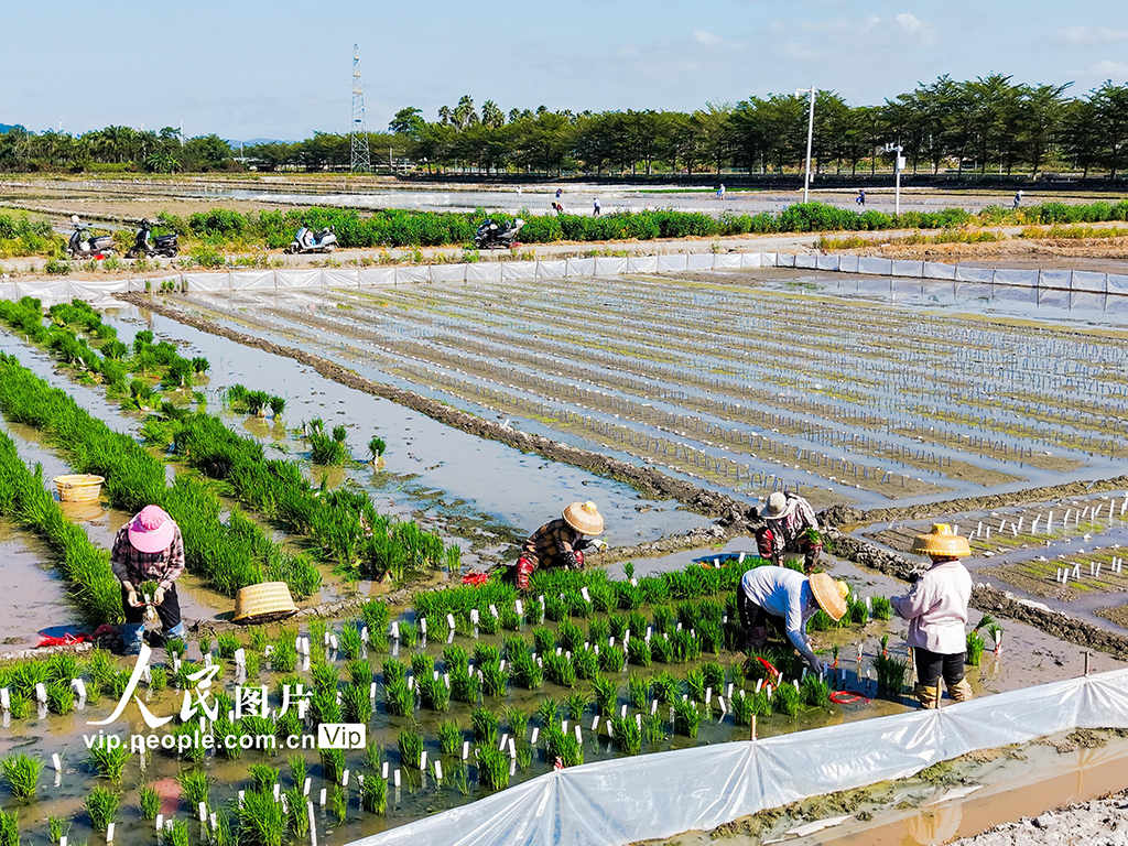海南三亚：水稻“加代”试验田耕作忙【2】