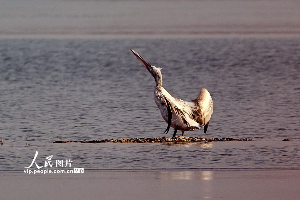 2025年12月22日，北京昌平，卷羽鹈鹕现身沙河水库。
