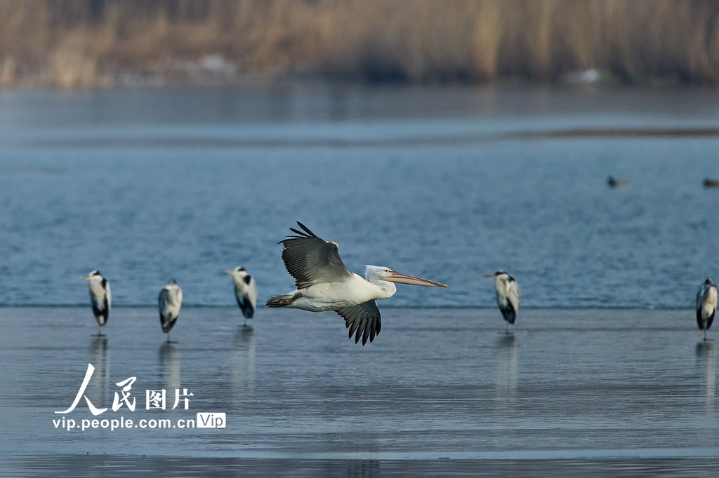 2025年12月22日，北京昌平，卷羽鹈鹕现身沙河水库。