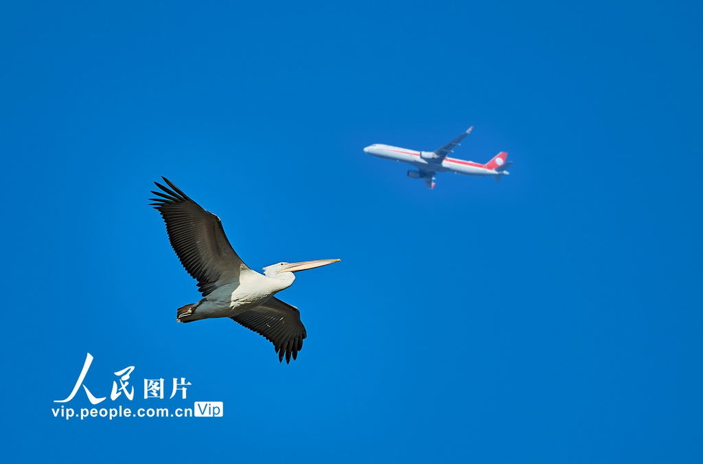 2025年12月22日，北京昌平，卷羽鹈鹕现身沙河水库。