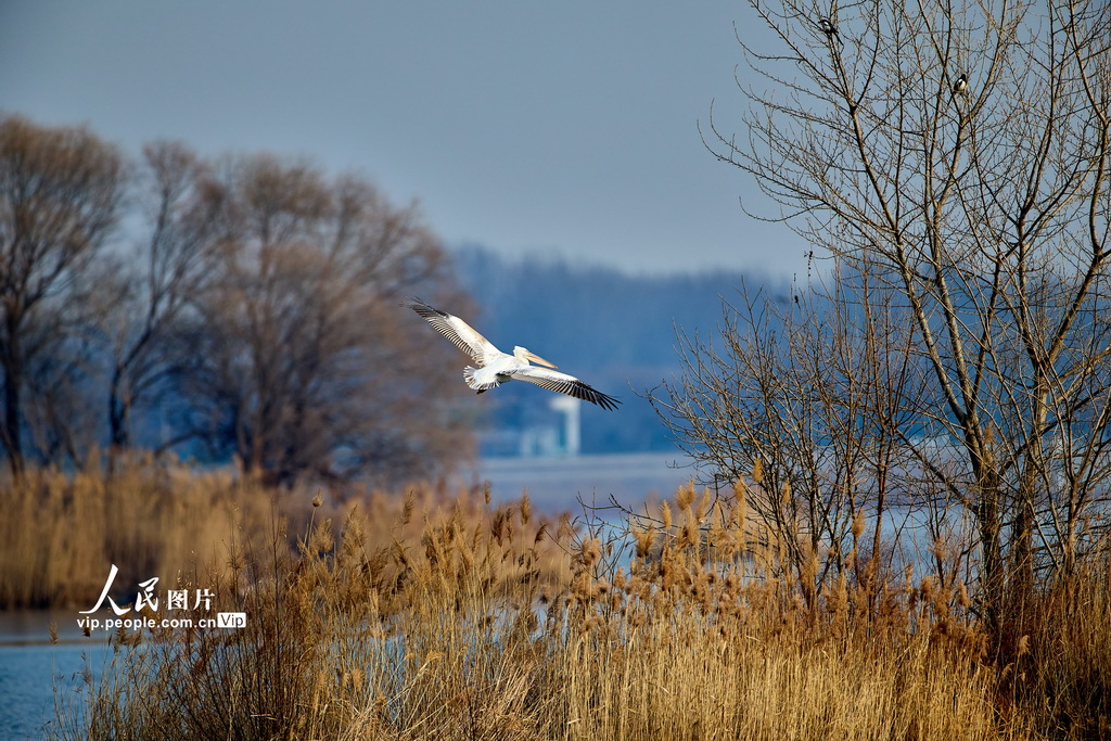 2025年12月22日，北京昌平，卷羽鹈鹕现身沙河水库。