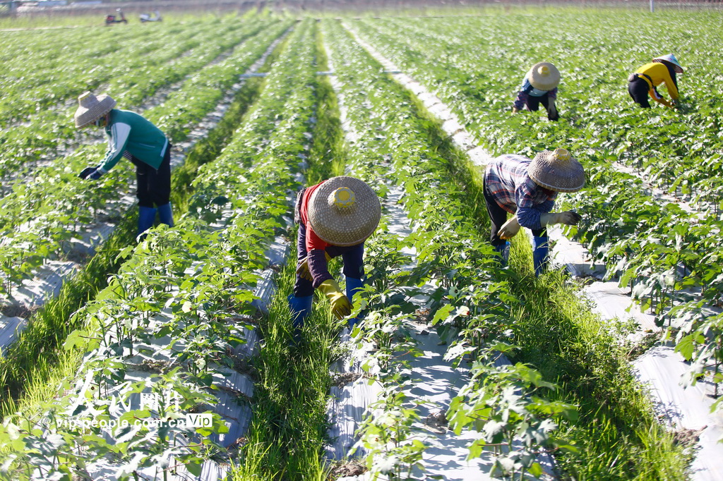 海南三亚：冬日农忙【2】