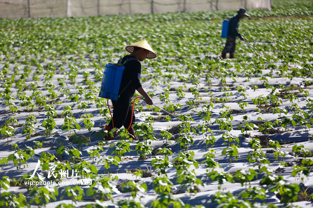 海南三亚:冬日农忙【3】