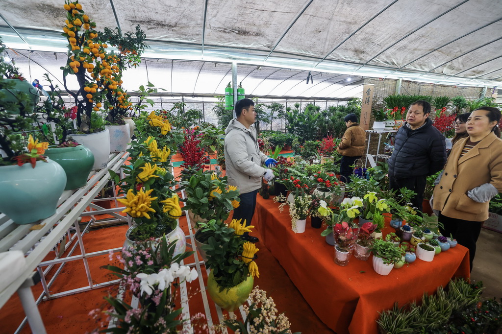 12月23日，顾客在绍兴花市里选购各类年宵花卉。