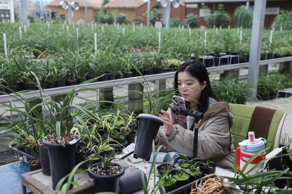 12月23日，在位于浙江省绍兴市柯桥区漓渚镇的国兰家庭农场内，主播在进行直播销售。