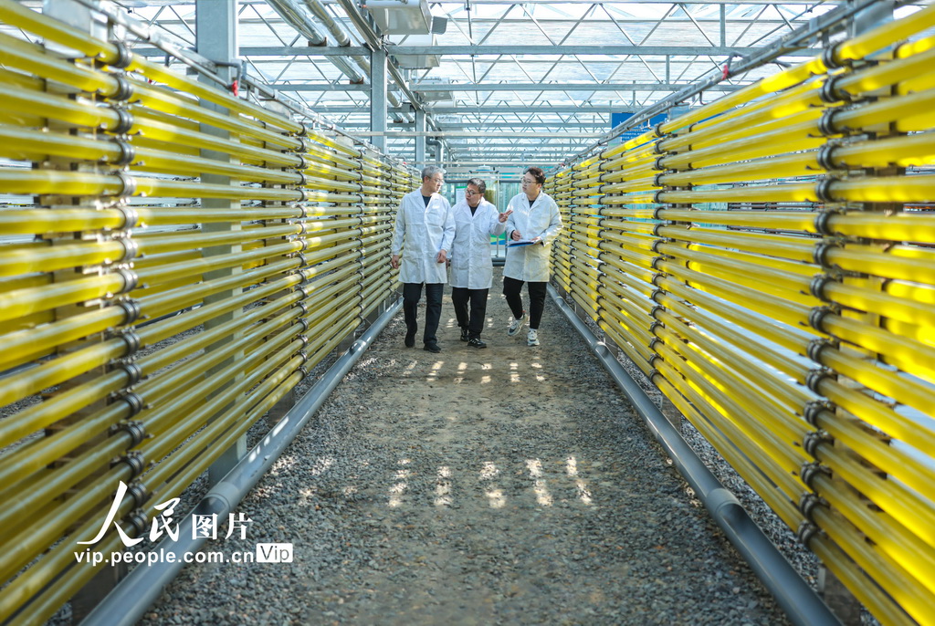 山东荣成：微藻养殖助力海洋经济绿色发展【2】