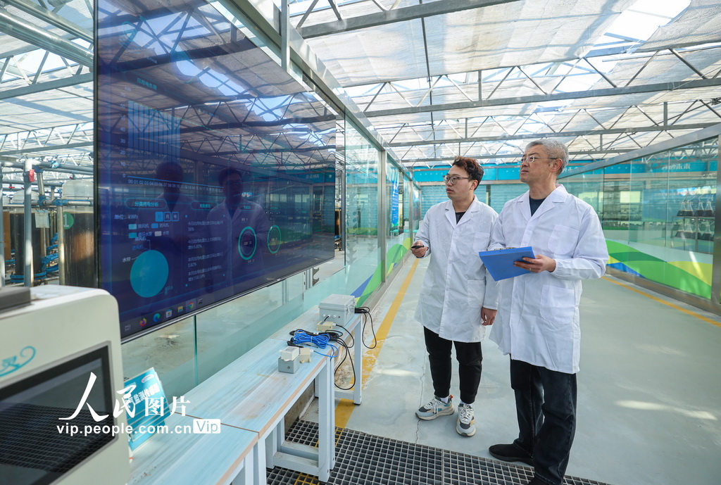 山东荣成：微藻养殖助力海洋经济绿色发展【3】