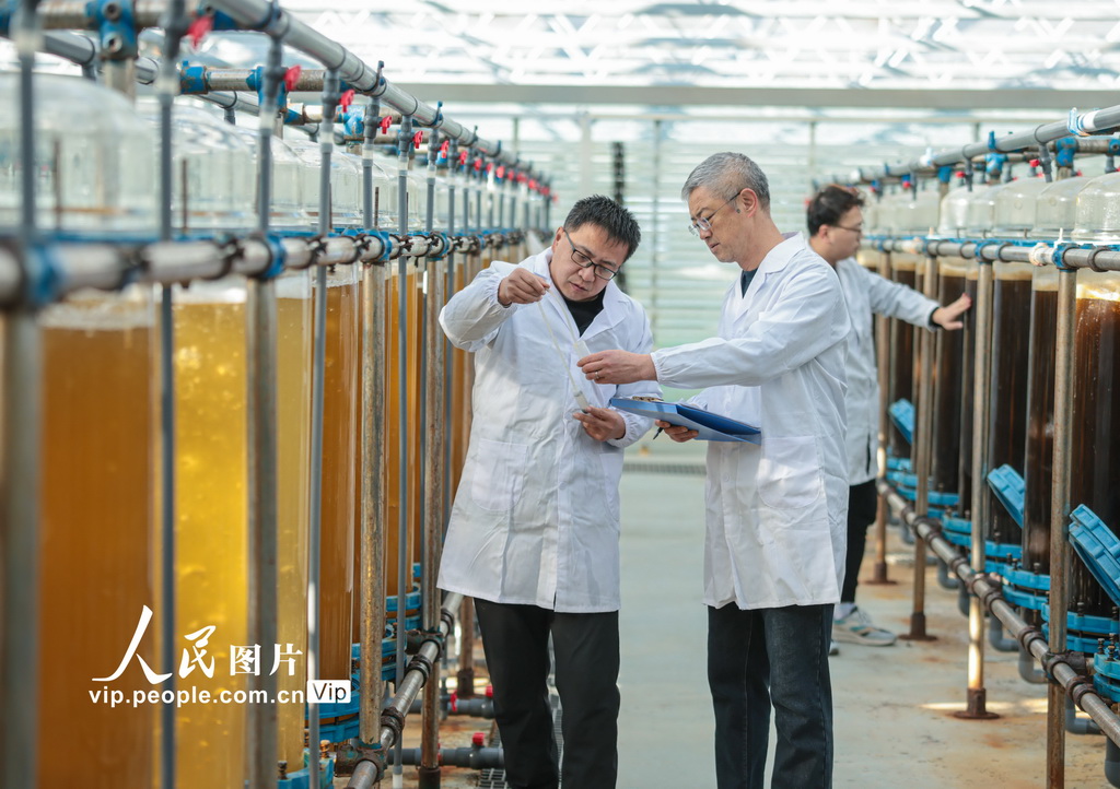 山东荣成:微藻养殖助力海洋经济绿色发展【5】