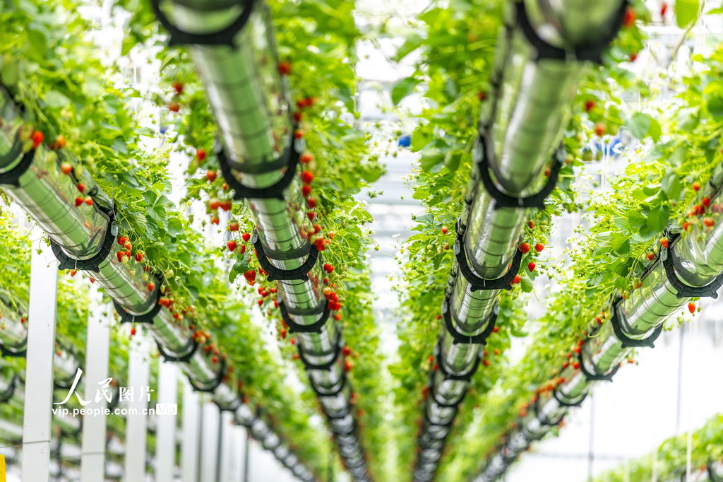 安徽六安：体验采摘“空中”草莓【3】