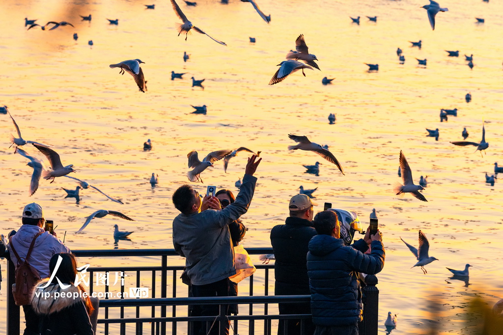江苏苏州：太湖赏鸥 其乐融融【2】