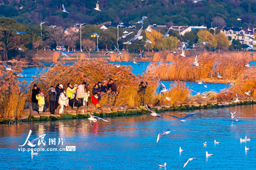 江苏苏州：太湖赏鸥 其乐融融【3】