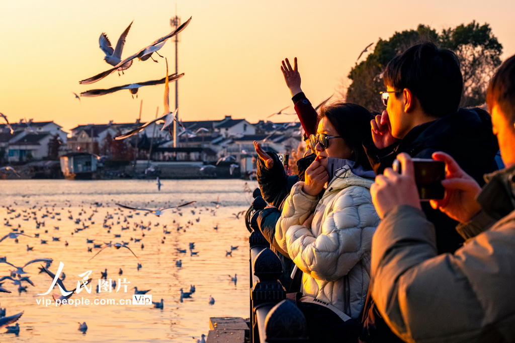江苏苏州：太湖赏鸥 其乐融融【4】