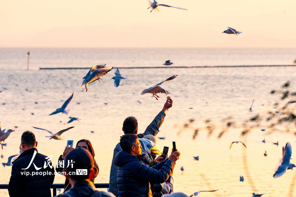 江苏苏州：太湖赏鸥 其乐融融【5】