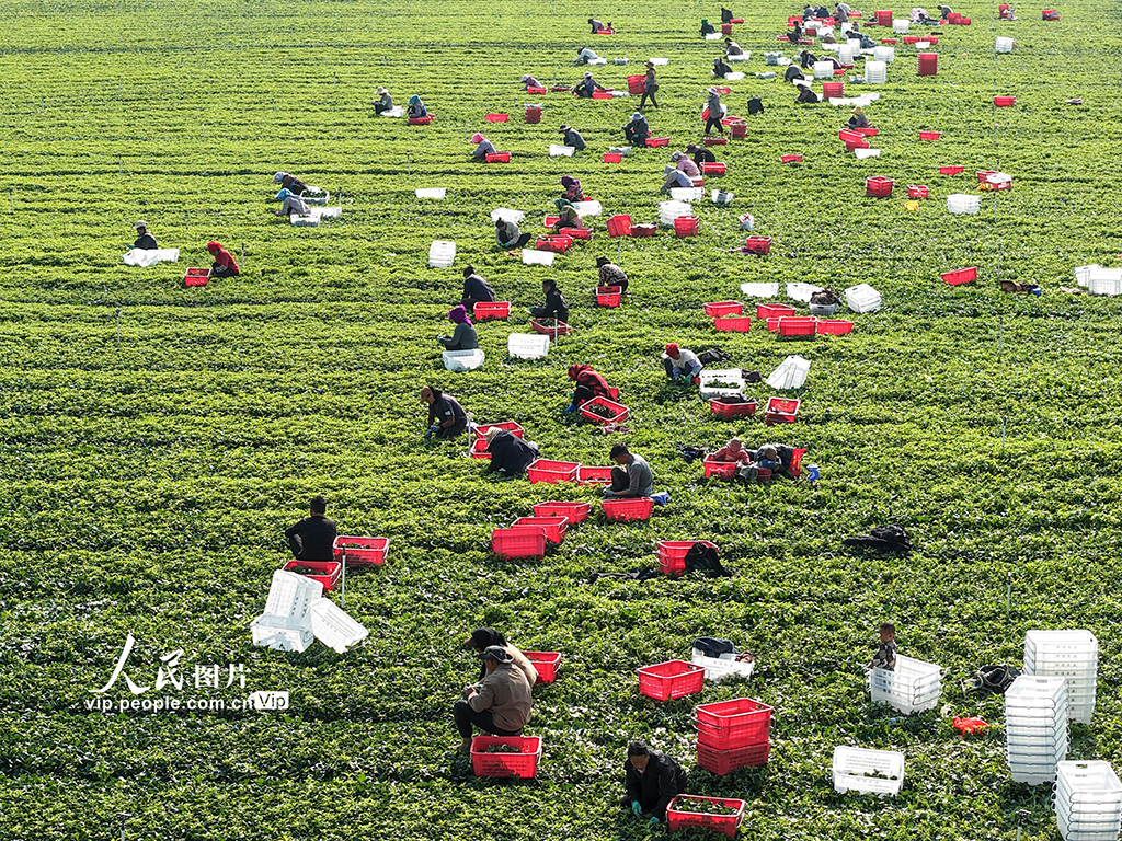 广西富川:蔬菜采收忙【2】