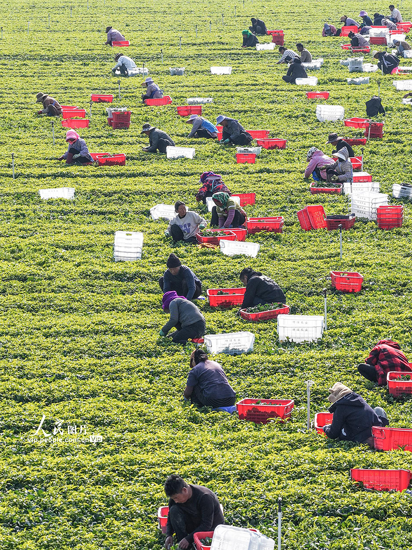 广西富川：蔬菜采收忙【3】