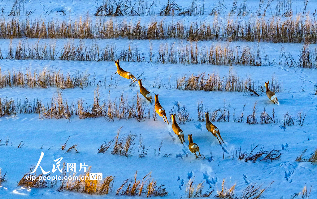内蒙古兴安盟：雪原生态美 冬日狍子欢【2】
