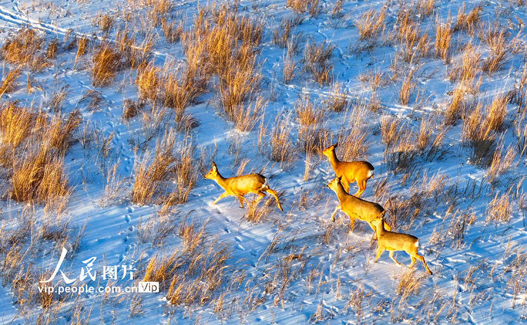 内蒙古兴安盟:雪原生态美 冬日狍子欢【3】