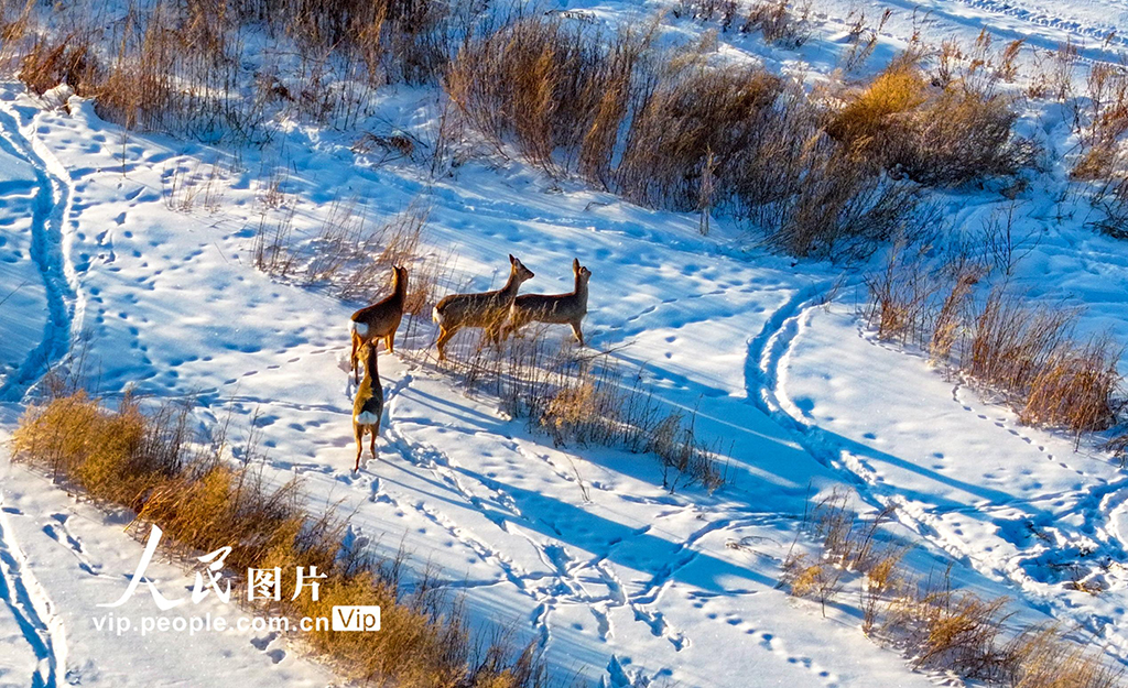 内蒙古兴安盟:雪原生态美 冬日狍子欢【4】