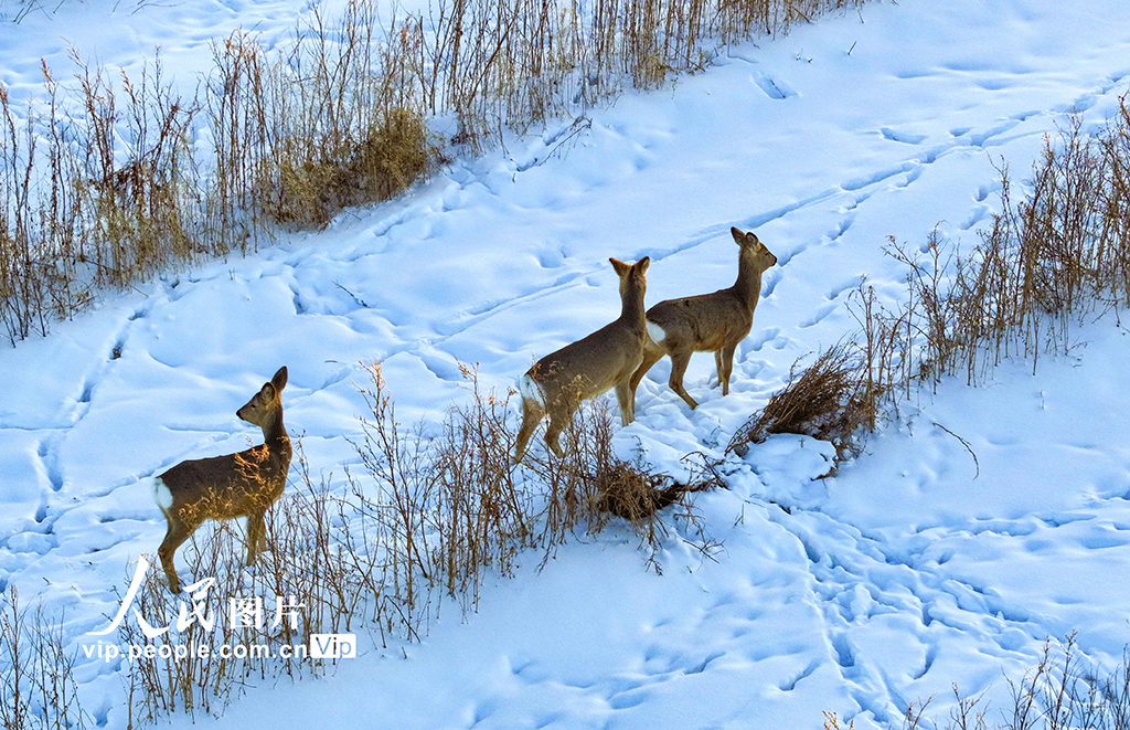 内蒙古兴安盟：雪原生态美 冬日狍子欢【5】