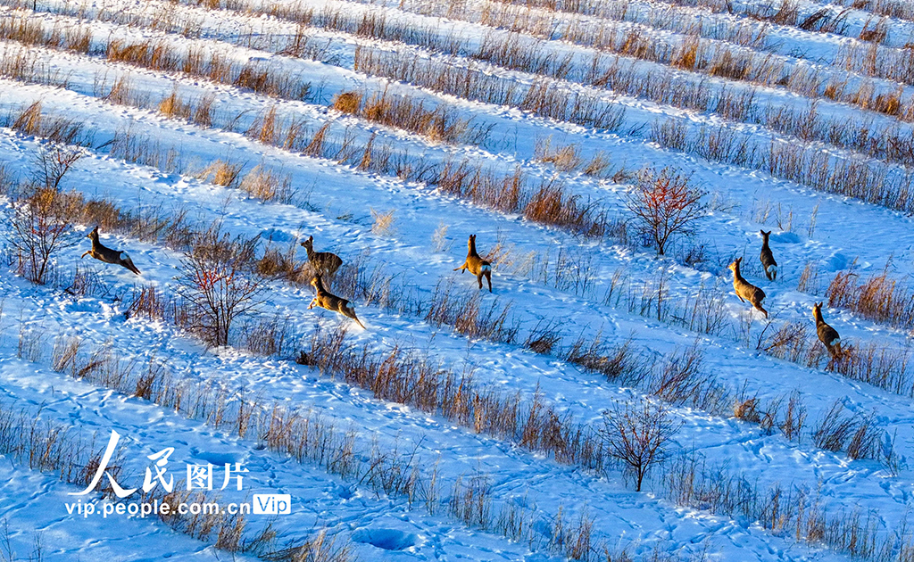 内蒙古兴安盟:雪原生态美 冬日狍子欢【7】