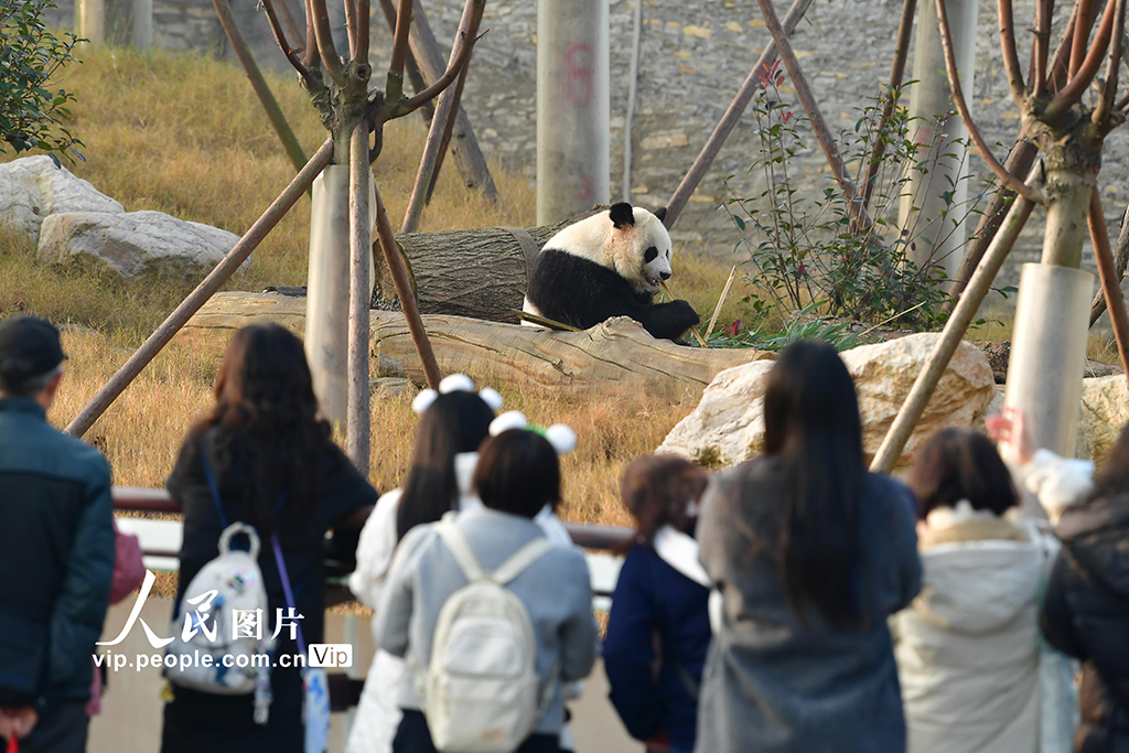 四川绵阳：中华大熊猫苑面向公众试运营【4】