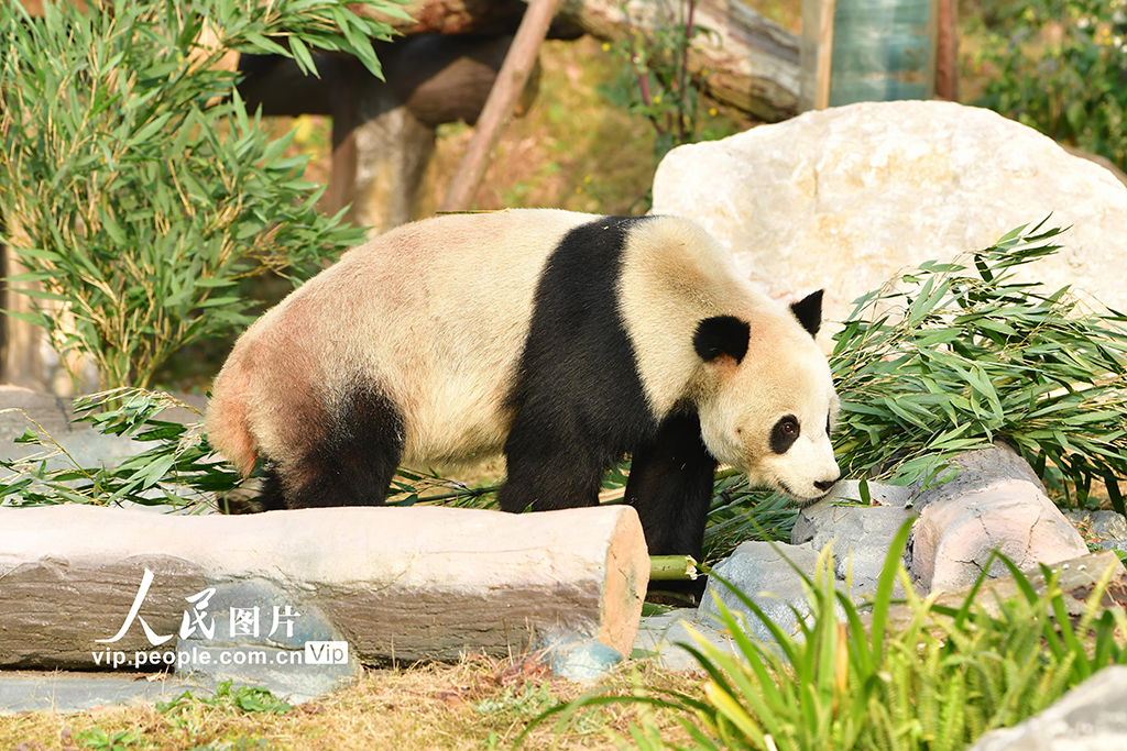 四川绵阳：中华大熊猫苑面向公众试运营【2】