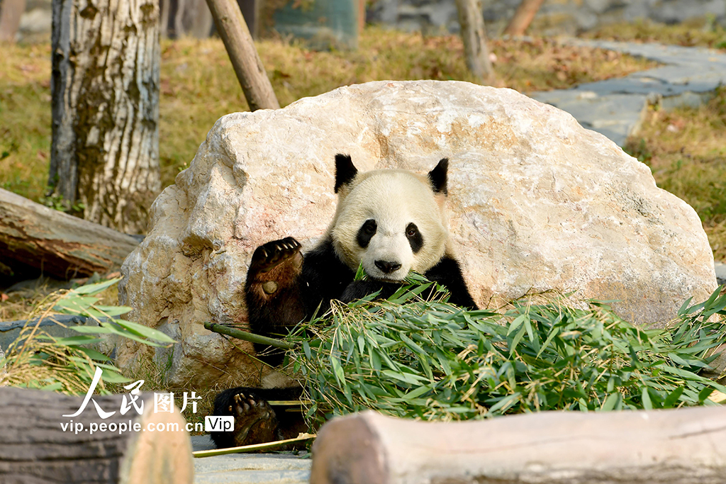 四川绵阳:中华大熊猫苑面向公众试运营【3】
